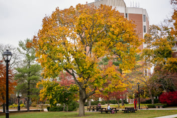 A large tree with yellow and orange autumn leaves stands in front of a multi-story brick building, with picnic tables and benches beneath it.